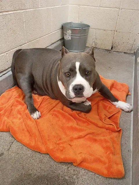 Harmony - American Staffordshire Terrier