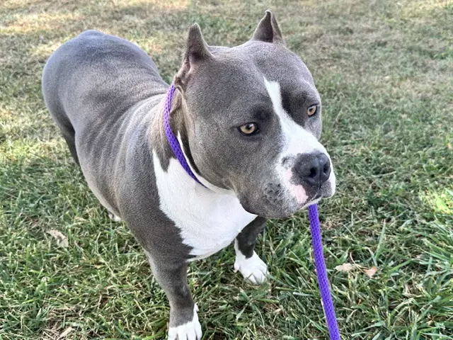 Harmony - American Staffordshire Terrier