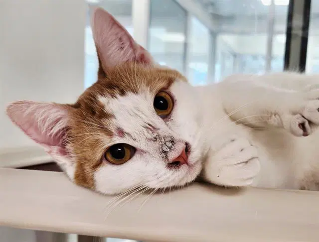 Bonanza - Domestic Short Hair