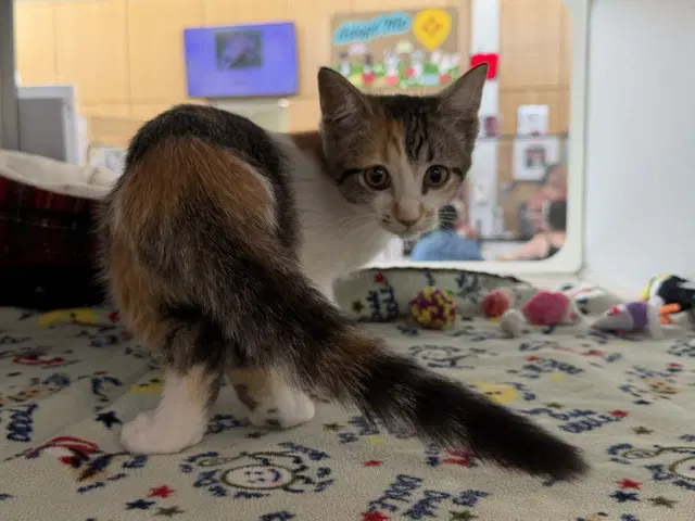 Beverly - Domestic Short Hair