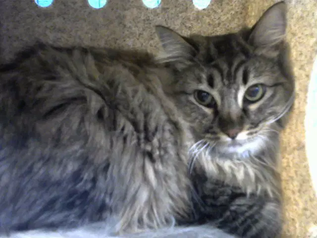 Lusia - Domestic Long Hair