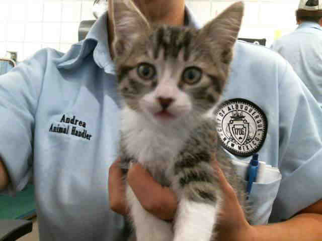 Oscar - Domestic Short Hair