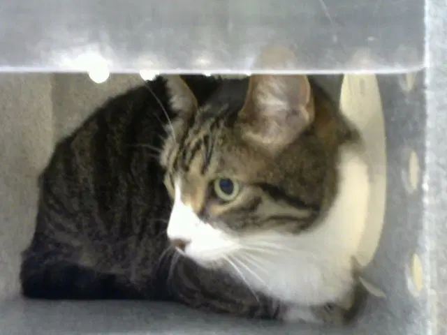 Oscar - Domestic Short Hair