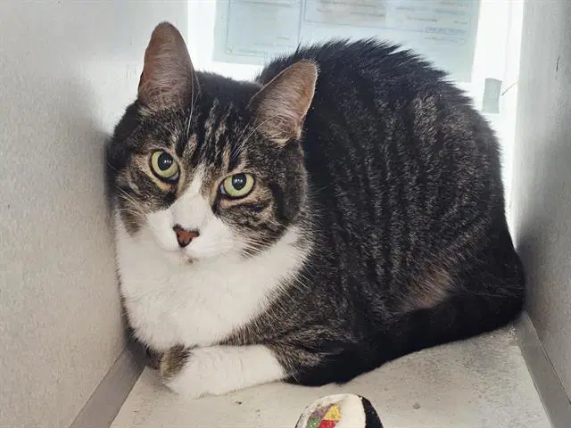 Oscar - Domestic Short Hair