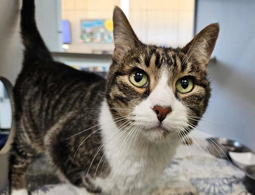 OSCAR, a cat for adoption from Albuquerque Animal Services - Eastside