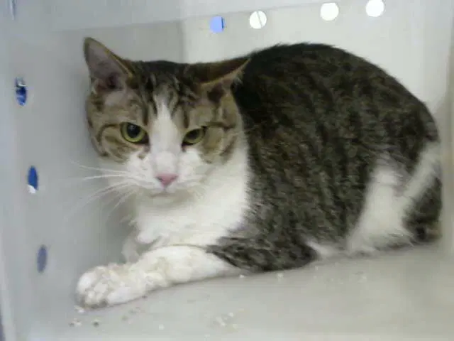 Luke - Domestic Short Hair