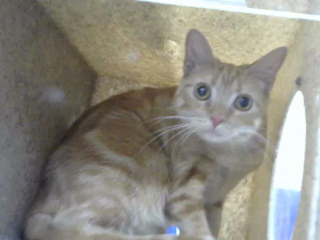 Opalite - Domestic Short Hair