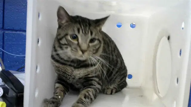 Cleo - Domestic Short Hair
