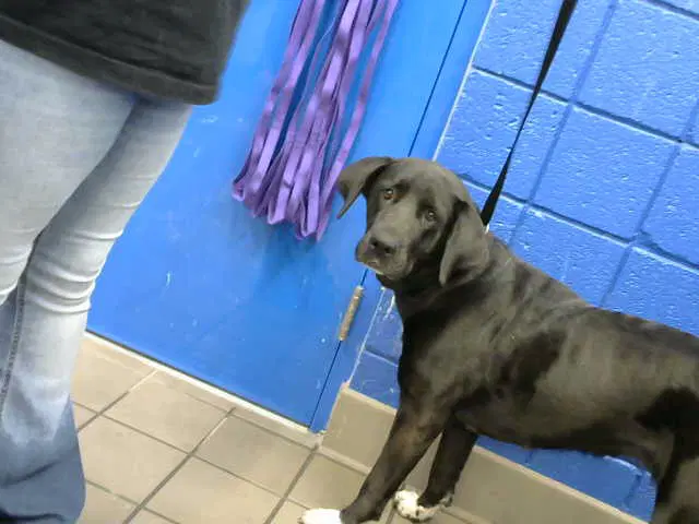 Ladybird - Labrador Retriever