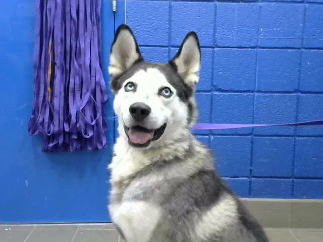 Nexter - Siberian Husky