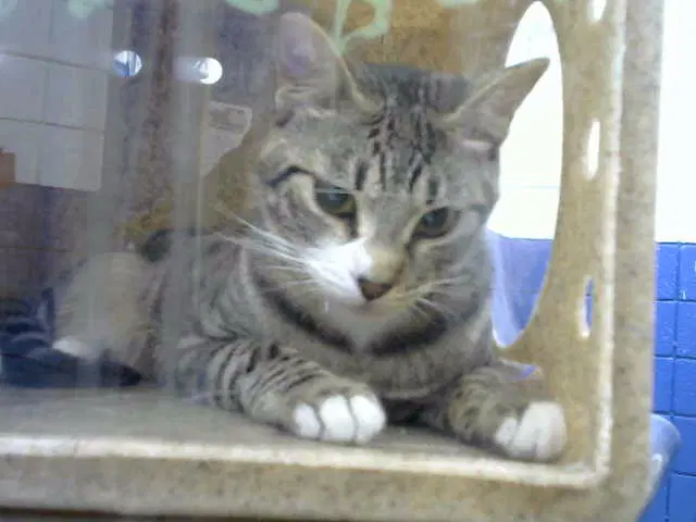 Caroline - Domestic Short Hair
