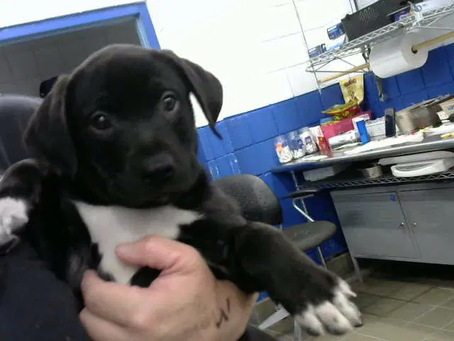 Linguni - Labrador Retriever