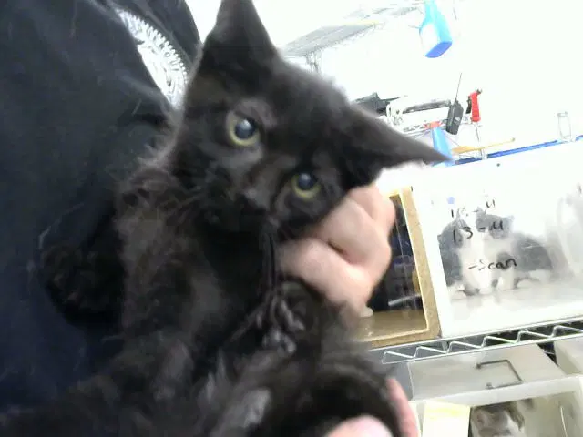 Sky - Domestic Medium Hair