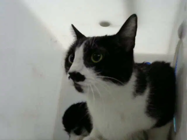 Selleck - Domestic Short Hair