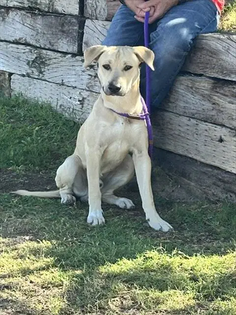 Friday - Labrador Retriever