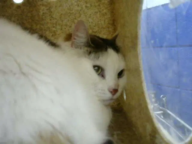 Mina - Domestic Short Hair