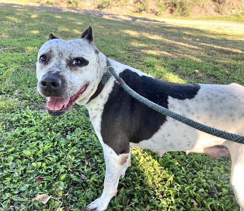 LULU, a dog for adoption from Albuquerque Animal Services - Eastside