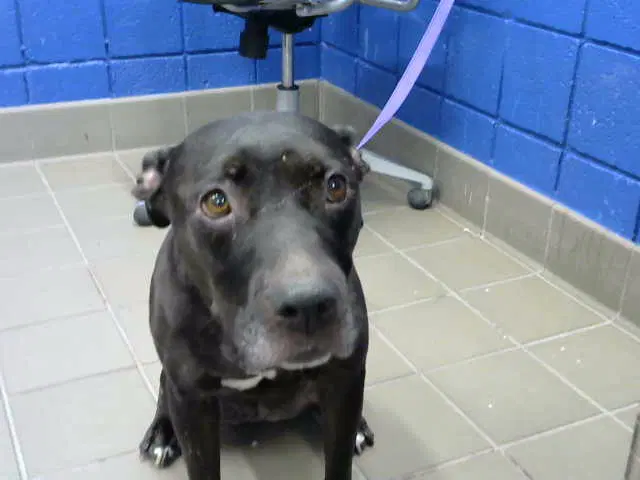 Willow - American Pit Bull Terrier