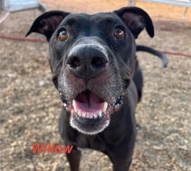 Willow - American Pit Bull Terrier