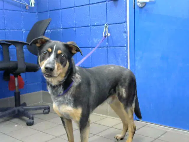 Zeus - Australian Cattle Dog/Blue Heeler
