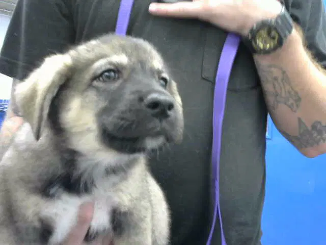 Kate - Australian Cattle Dog/Blue Heeler