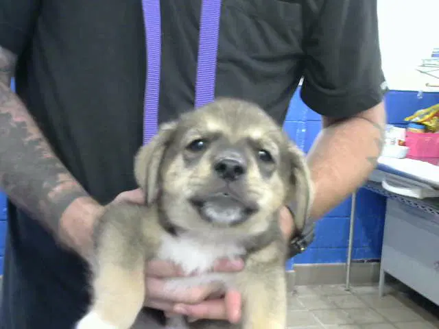 Wyatt - Australian Cattle Dog/Blue Heeler