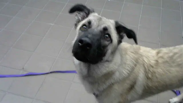 Mobby - Anatolian Shepherd