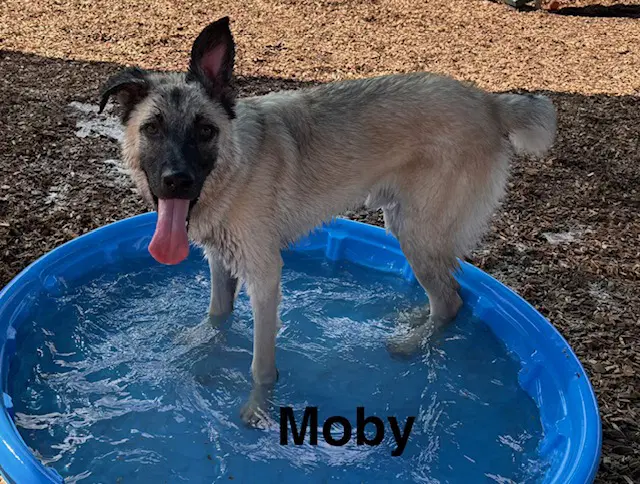 Mobby - Anatolian Shepherd