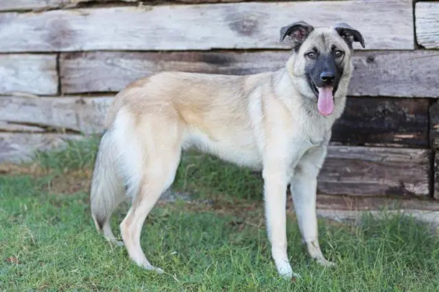 Mobby - Anatolian Shepherd