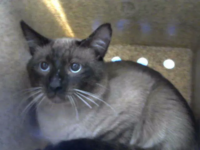 Telemachus - Domestic Short Hair