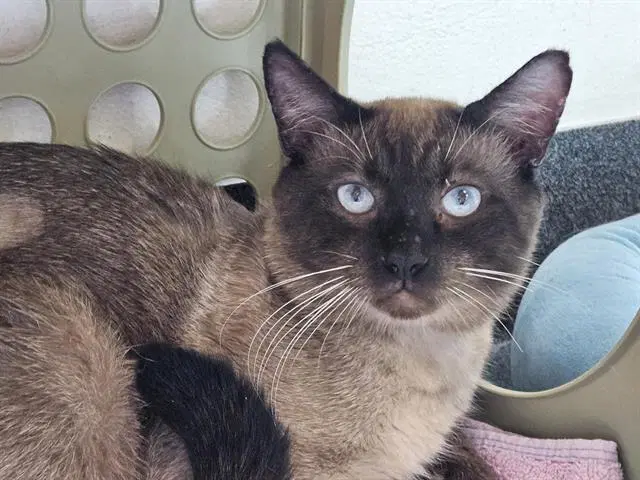 Telemachus - Siamese