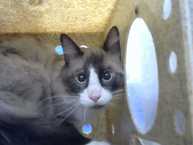 Mew Mew - Domestic Long Hair