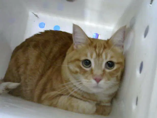 Ginger - American Curl