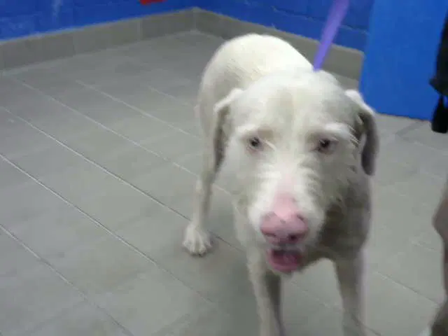 Ryker - German Wirehaired Pointer