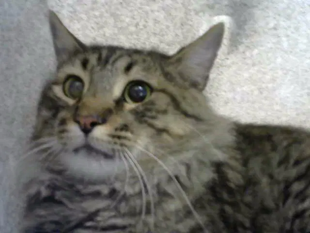 Dunno - Domestic Short Hair