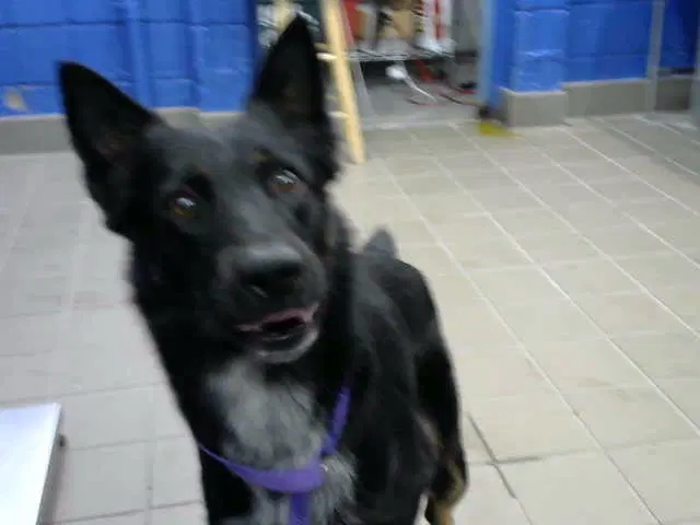 Timmy - Australian Cattle Dog/Blue Heeler