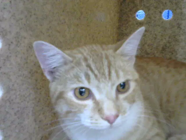 Malcom - Domestic Medium Hair