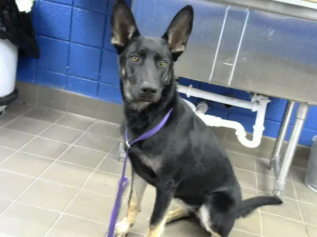Susie - German Shepherd Dog