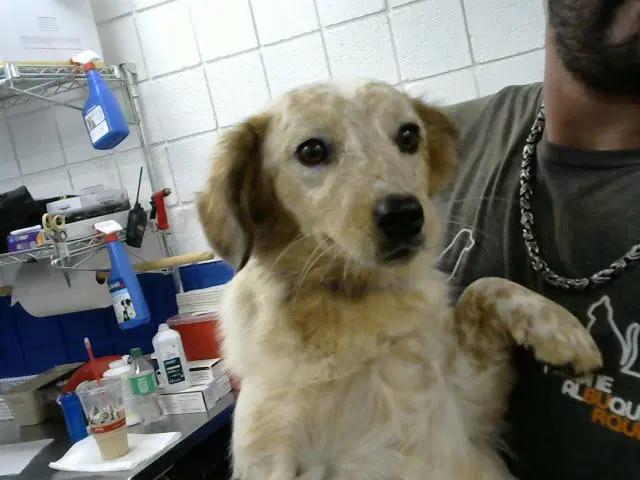 Fluffy - Catahoula Leopard Dog