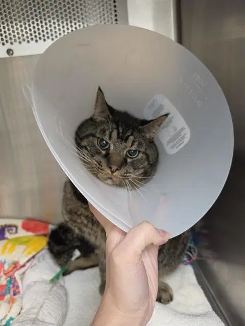 Mercy - Domestic Short Hair