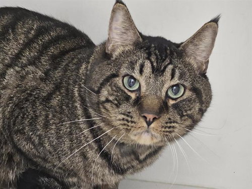 MERCY, a cat for adoption from Albuquerque Animal Services - Eastside