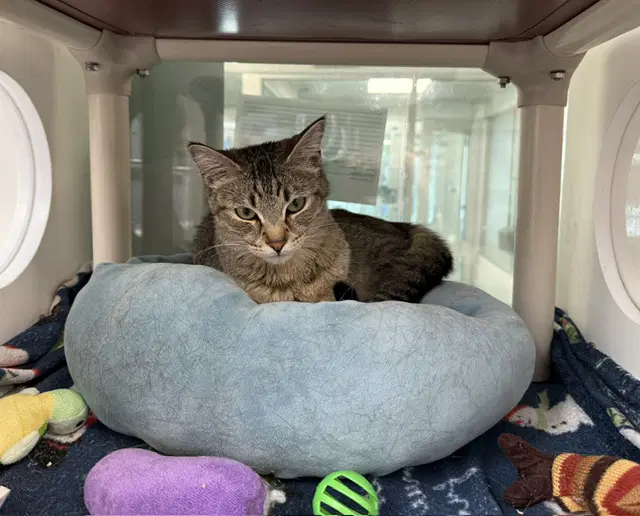 Flinstone - Domestic Medium Hair