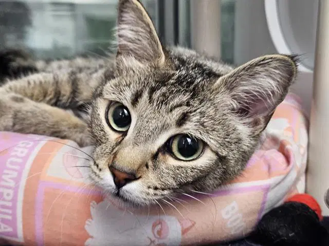 Flinstone - Domestic Medium Hair