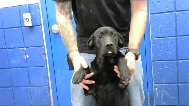 Negro - Labrador Retriever