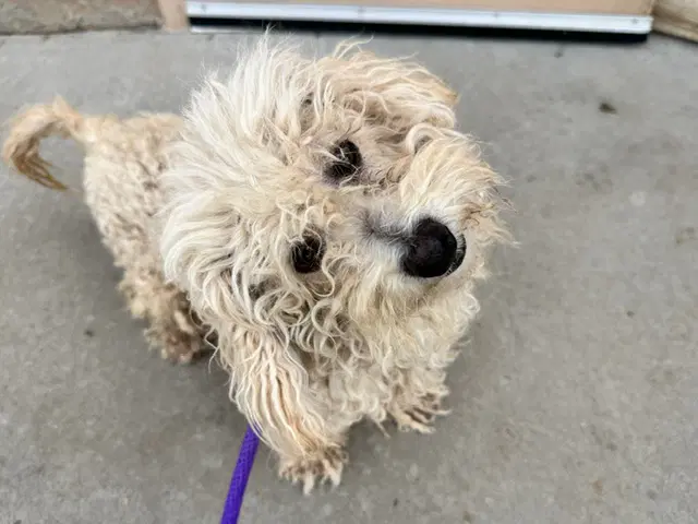 Curly - Poodle (Miniature)