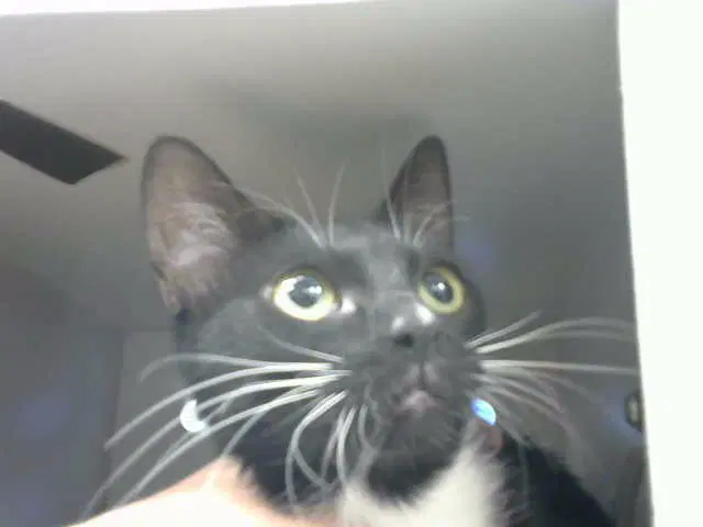 Kiki - Domestic Short Hair