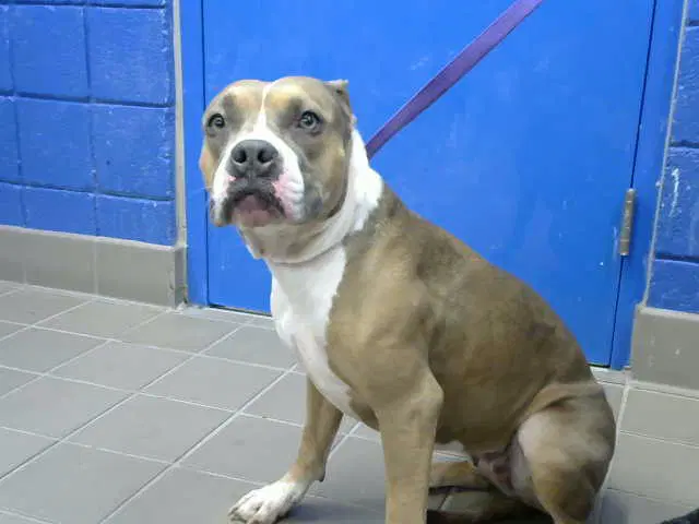 Bella - American Staffordshire Terrier