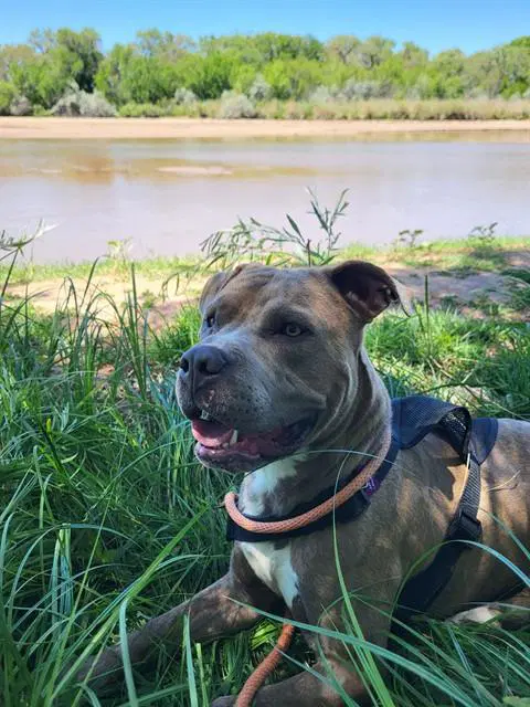 Dbow - American Pit Bull Terrier
