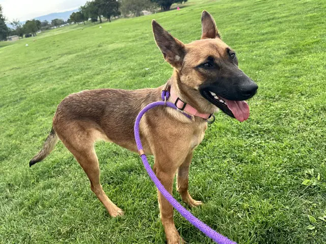 Gucci - German Shepherd Dog