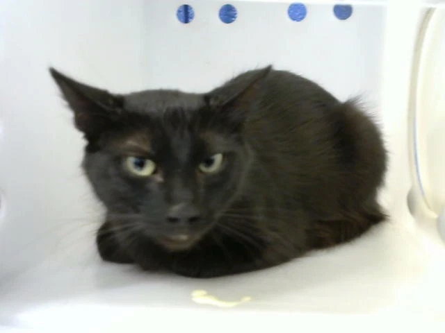 Elinor